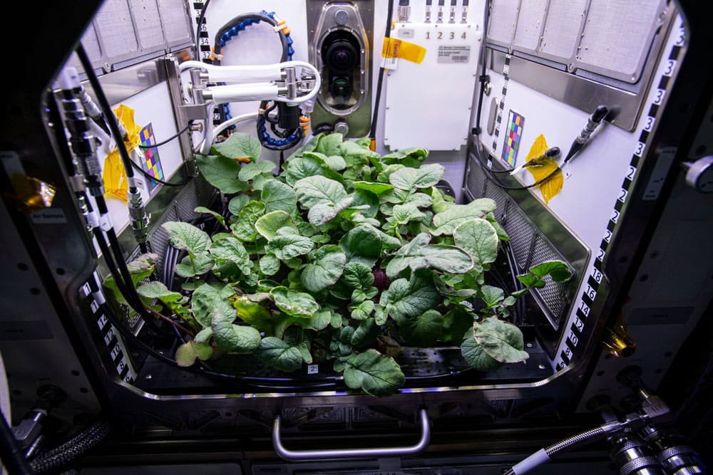 nasa, plants, space, growing, weightlessness